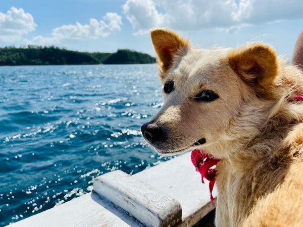 Anna Nikstad's dog Kana on a boat at sea